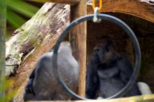 GORILLAS-22NOV22(3)